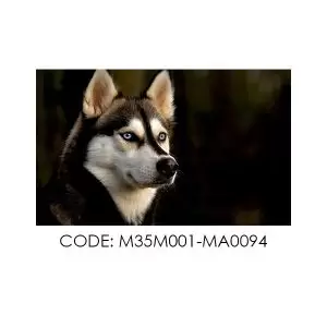 پادری حیوانات مدل تصویر زیبای یک سگ