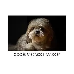 پادری حیوانات مدل سگ زیبای پشمالو