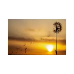 پادری طرح گل مدل قاصدک