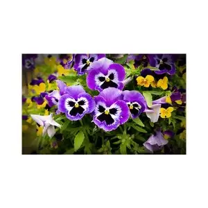 پادری طرح گل مدل گل های پامچال