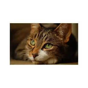 پادری حیوانات مدل آرامش یک گربه