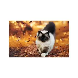 پادری حیوانات مدل گربه ای در میان برگ ها