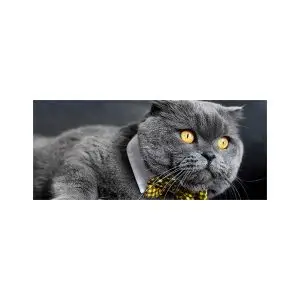 پادری حیوانات مدل گربه پاپیون دار MA0037