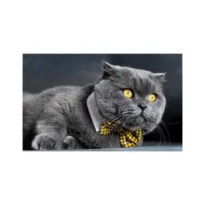 پادری حیوانات مدل گربه پاپیون دار