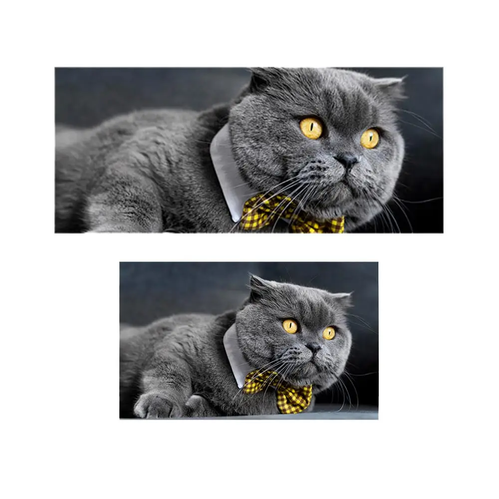 پادری حیوانات مدل گربه پاپیون دار