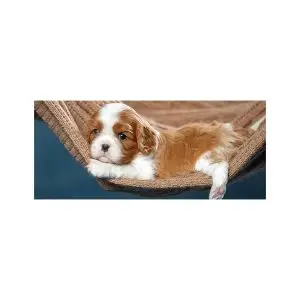 پادری حیوانات مدل سگ با مزه لمیده MA0059