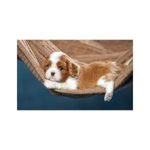 پادری حیوانات مدل سگ با مزه لمیده